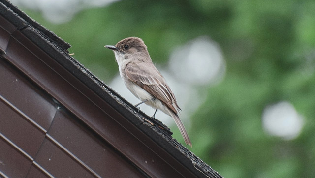 Small bird on rooftop